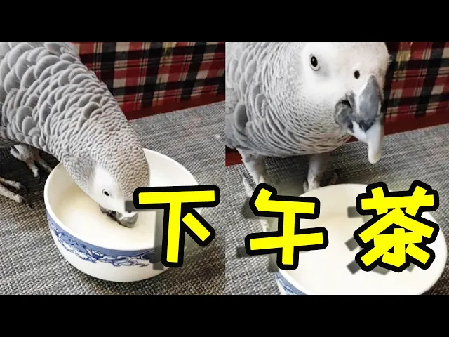 会说话的鹦鹉: 小灰下午茶时间到!一个劲儿喝酸奶,就是差两块饼干【顶嘴的小灰】
